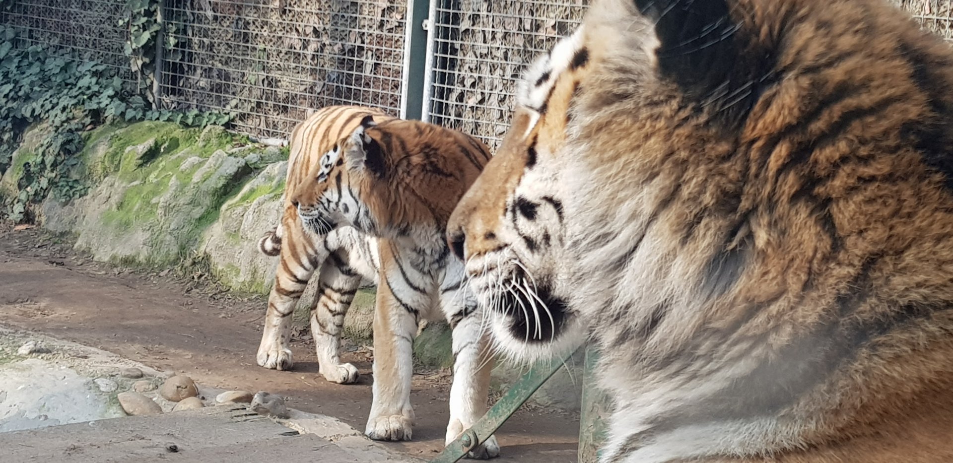Siberian tigers
