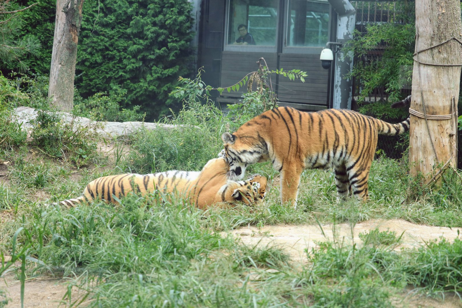 Siberian Tigers