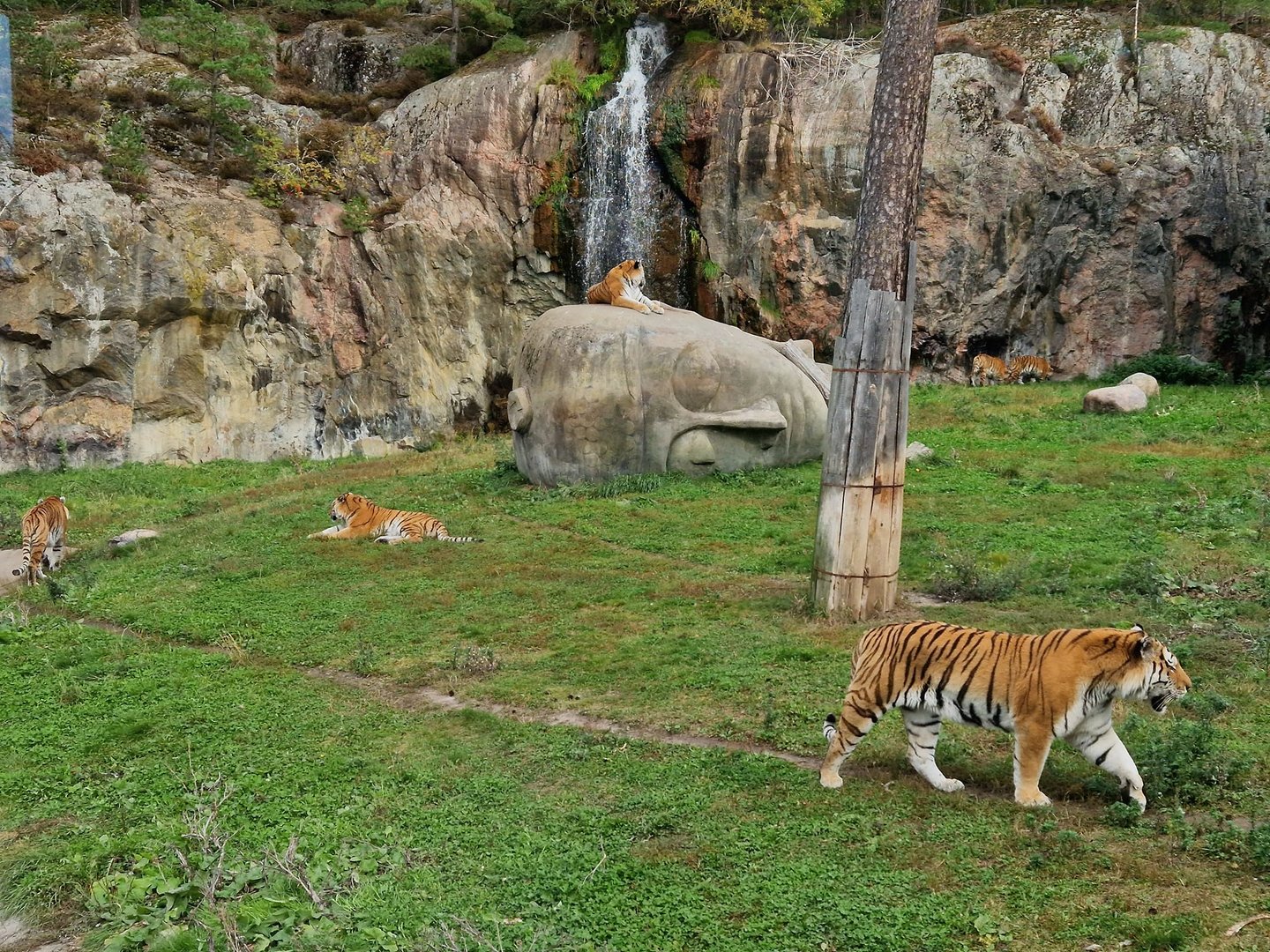 Siberian Tigers