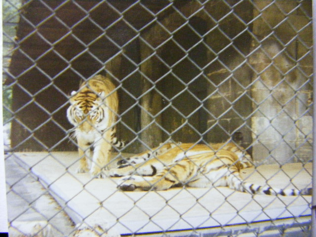 siberian tigers1991