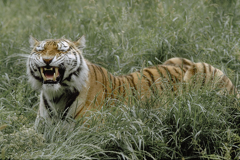 Siberian tigress 'Zeya' flehmen 1976