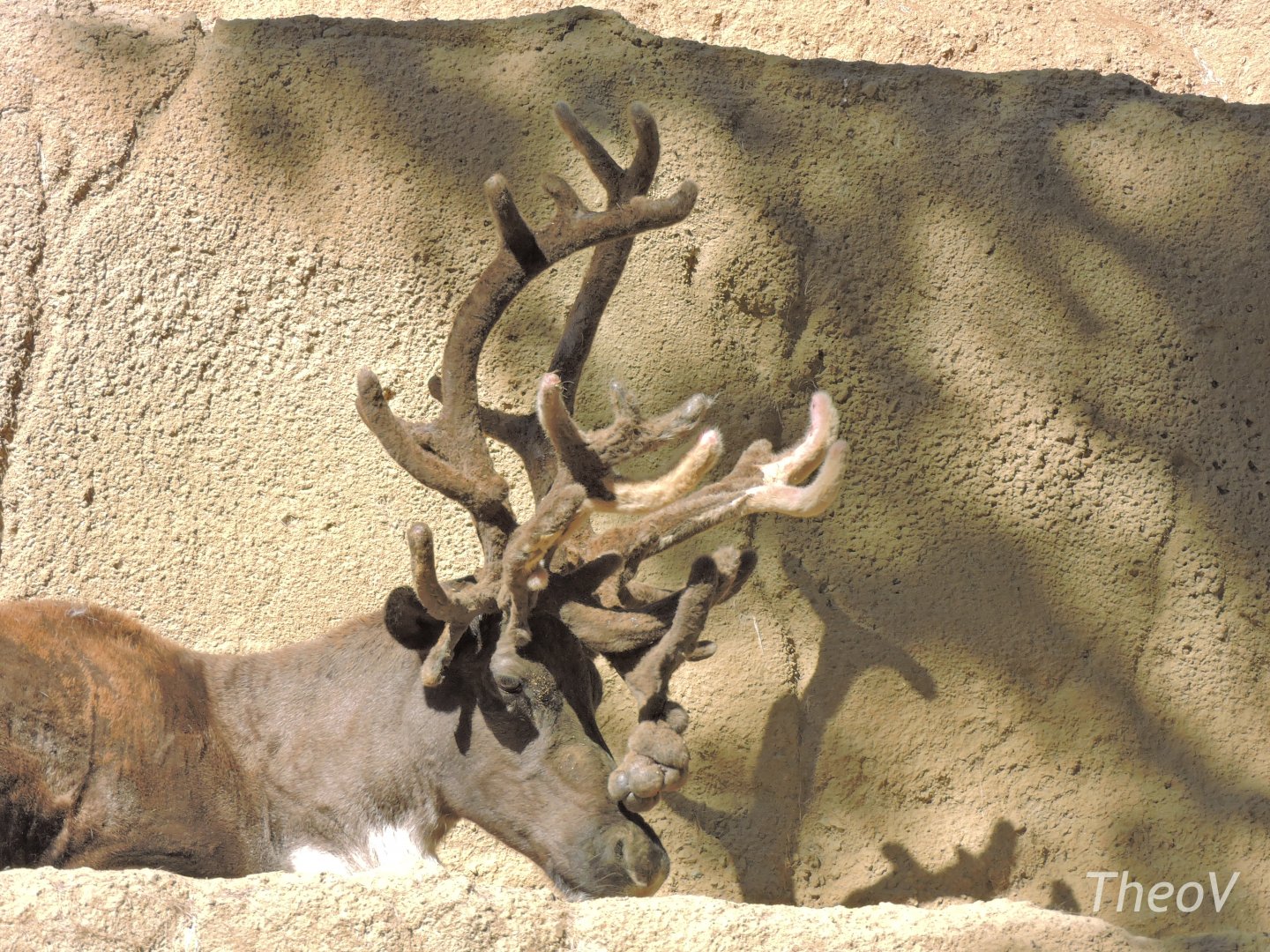 Siberian tundra reindeer - Northern Frontier [2015]