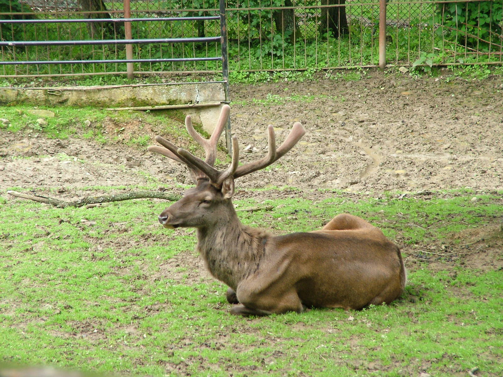 Siberian Wapiti at Brno, 27/05/10