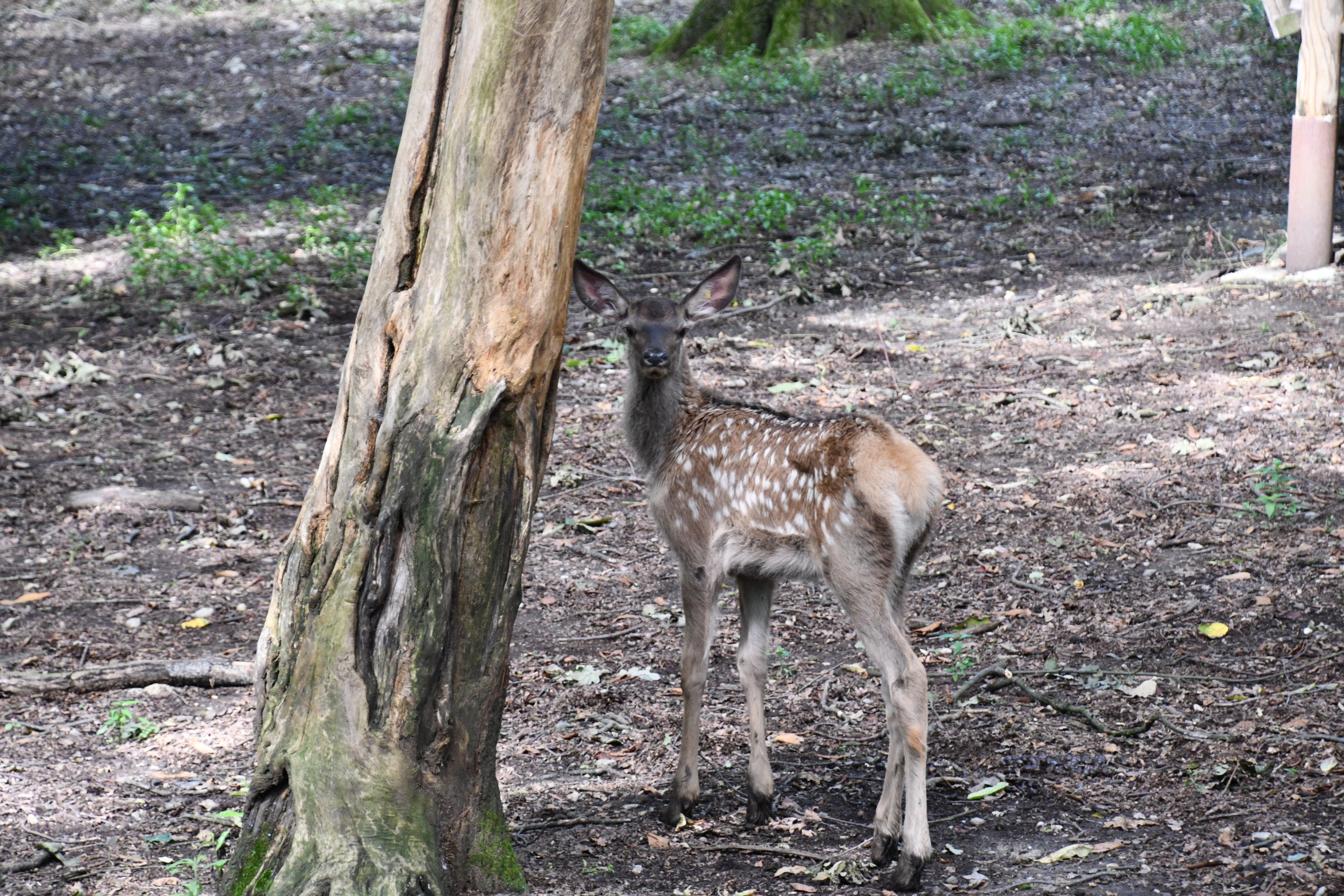 Siberian Wapiti calf