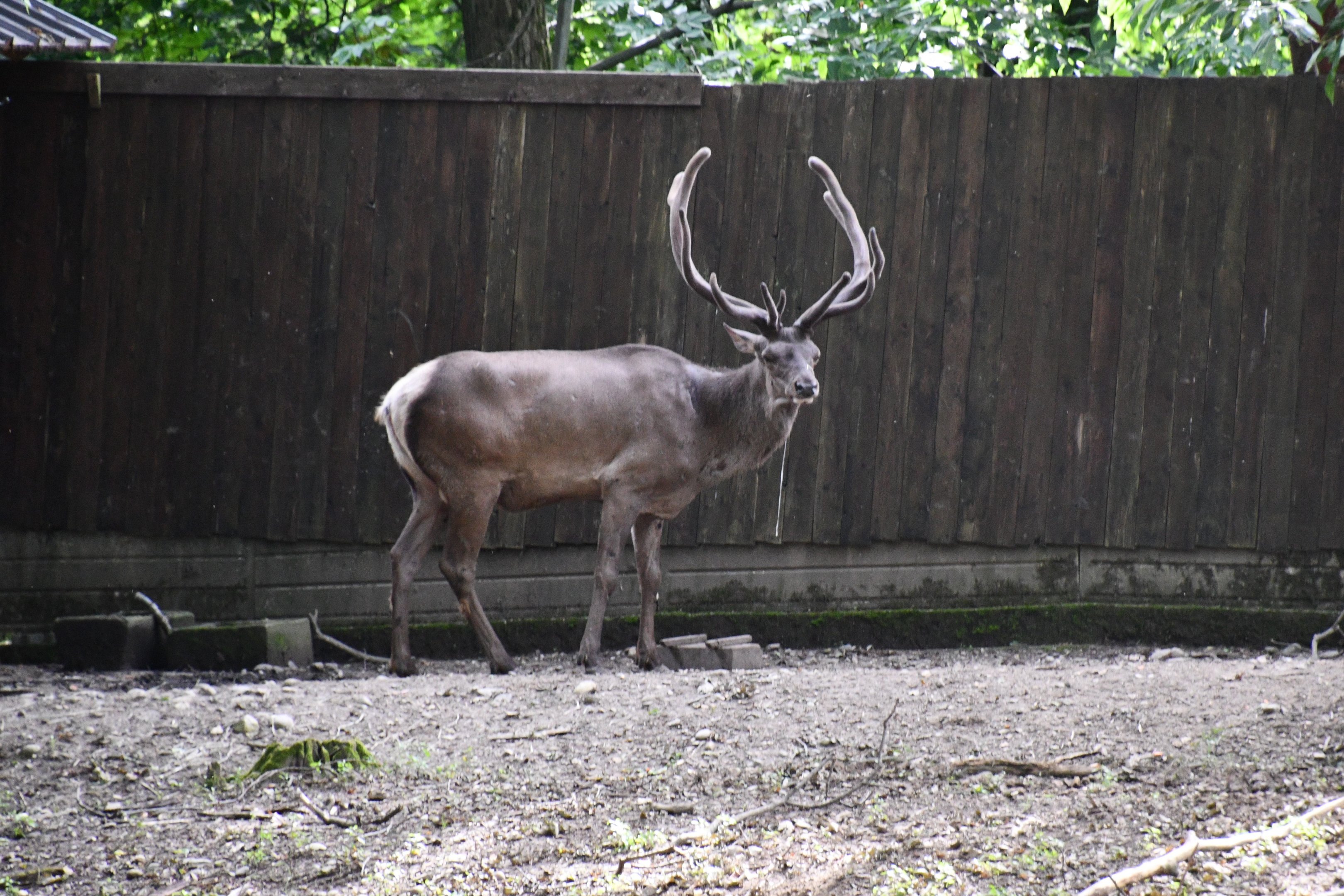 Siberian Wapiti (herd bull)