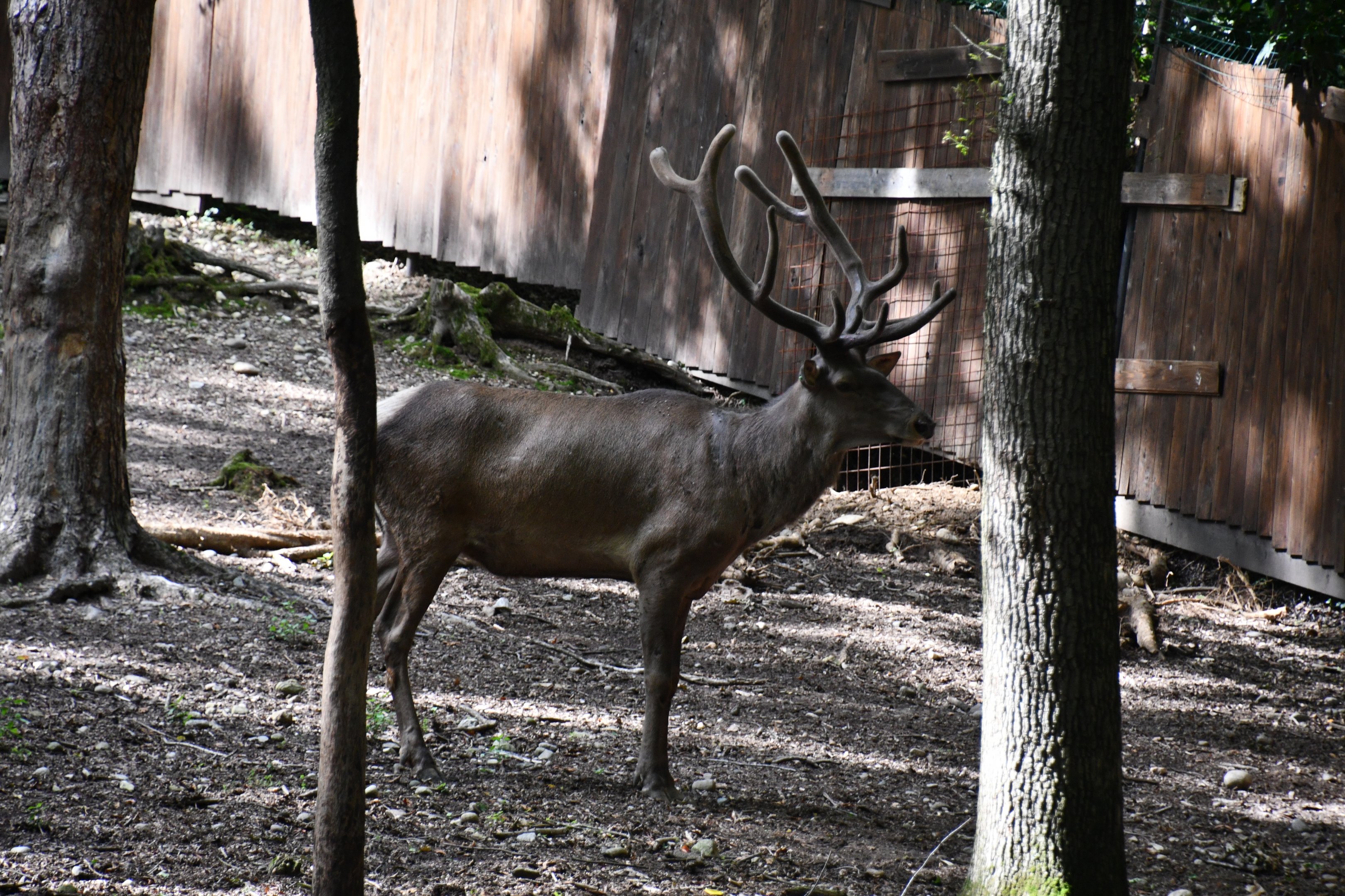 Siberian Wapiti (herd bull)