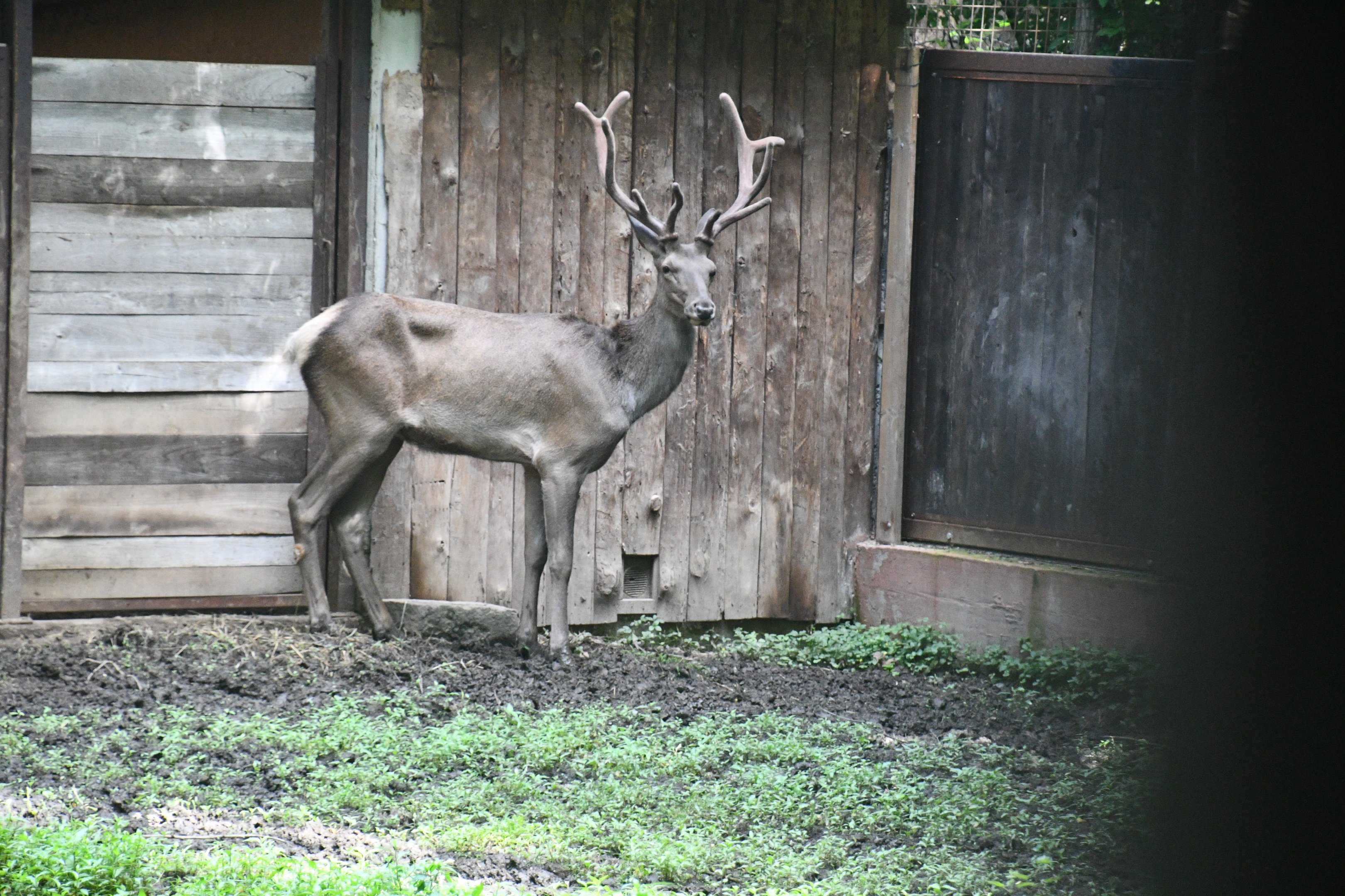 Siberian Wapiti (spare bull)