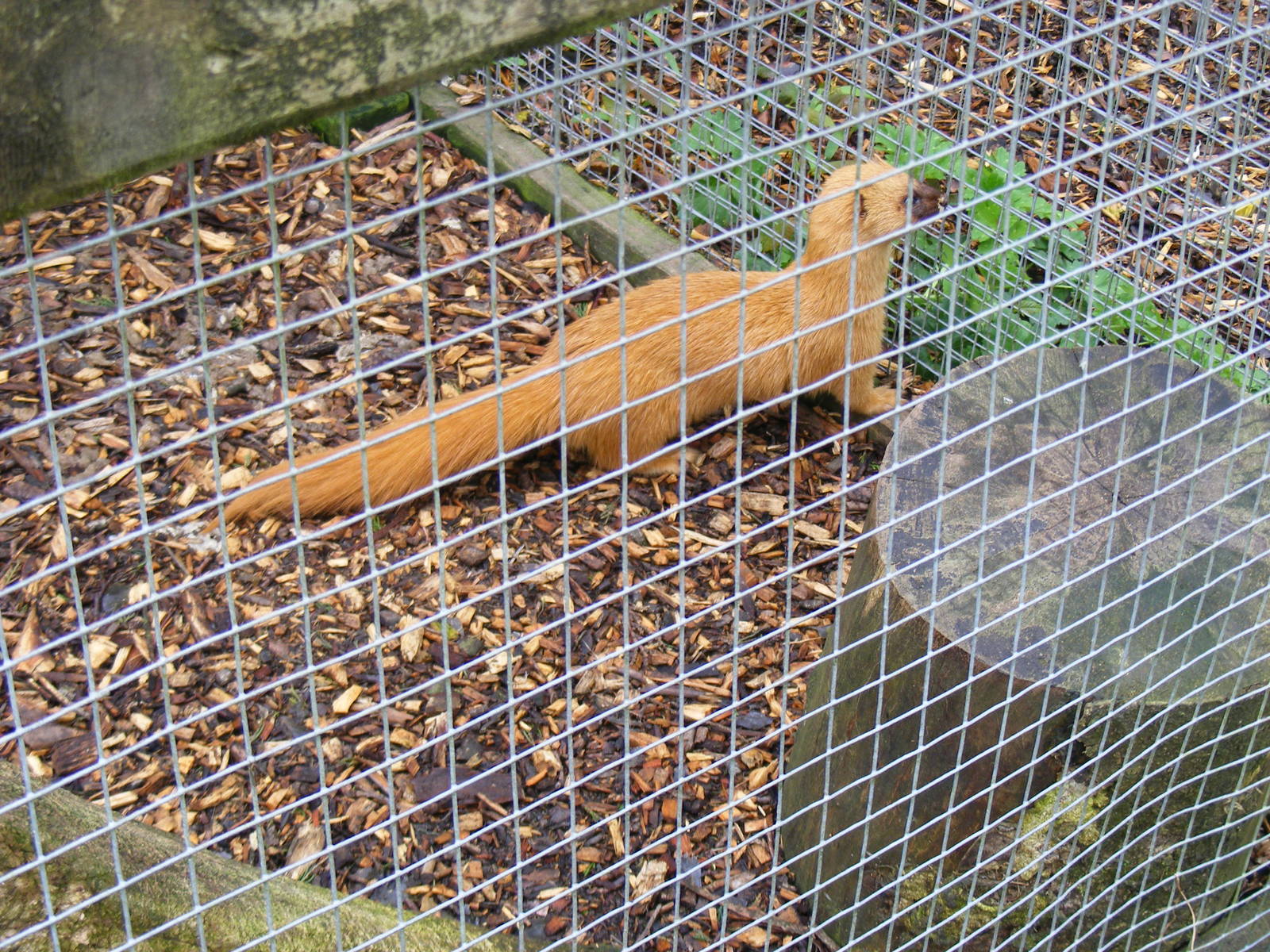 Siberian weasel at Galloway Wildlife Conservation Park, 16 May 2010