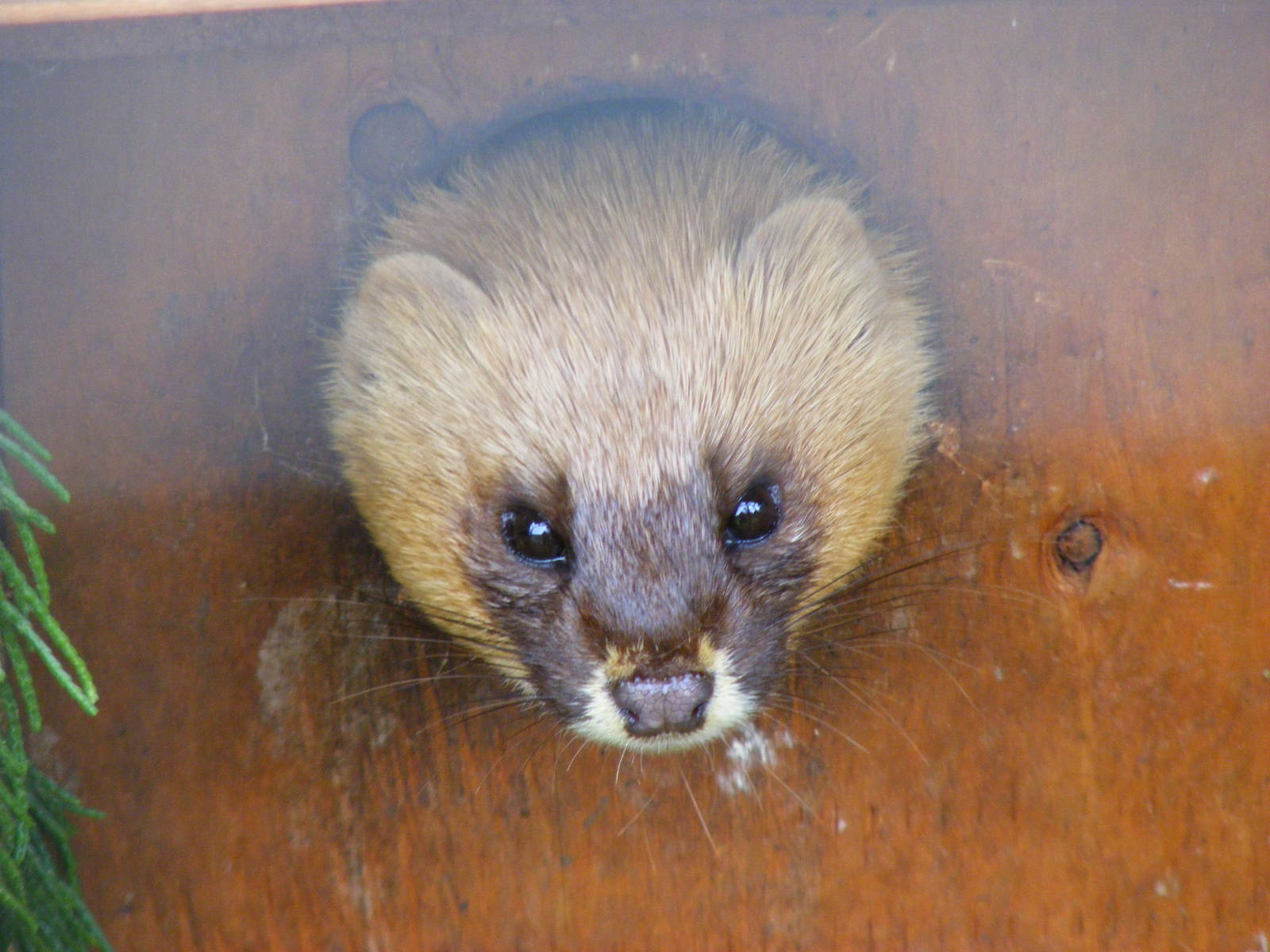 Siberian weasel at Galloway Wildlife Conservation Park, 16 May 2010