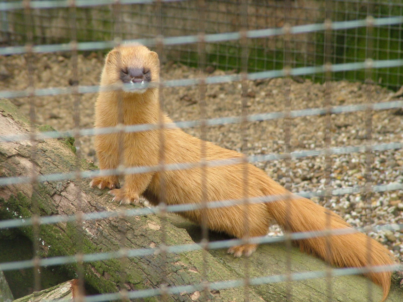 Siberian Weasel at Hamerton 05/04/10