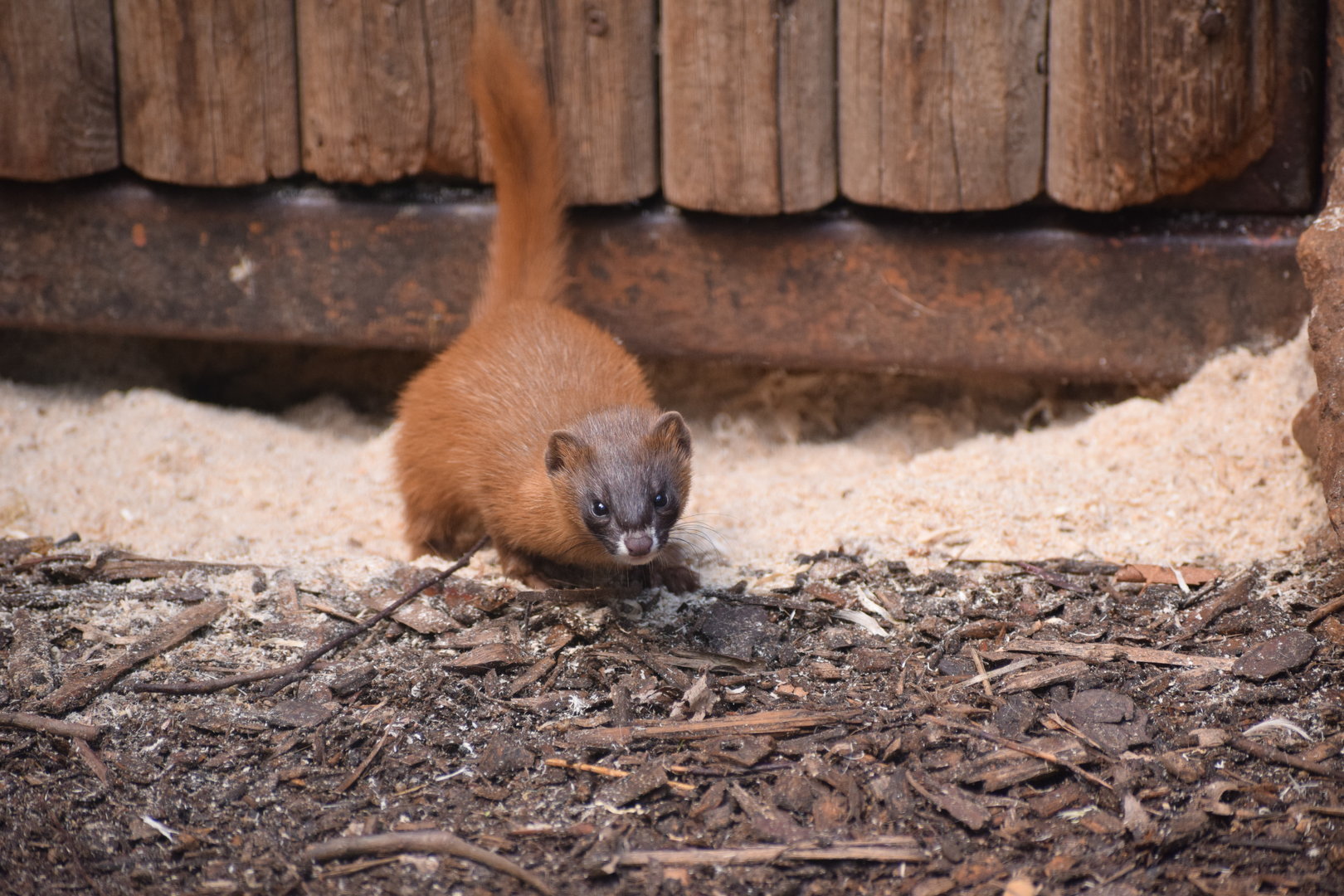 Siberian weasel - August 2023