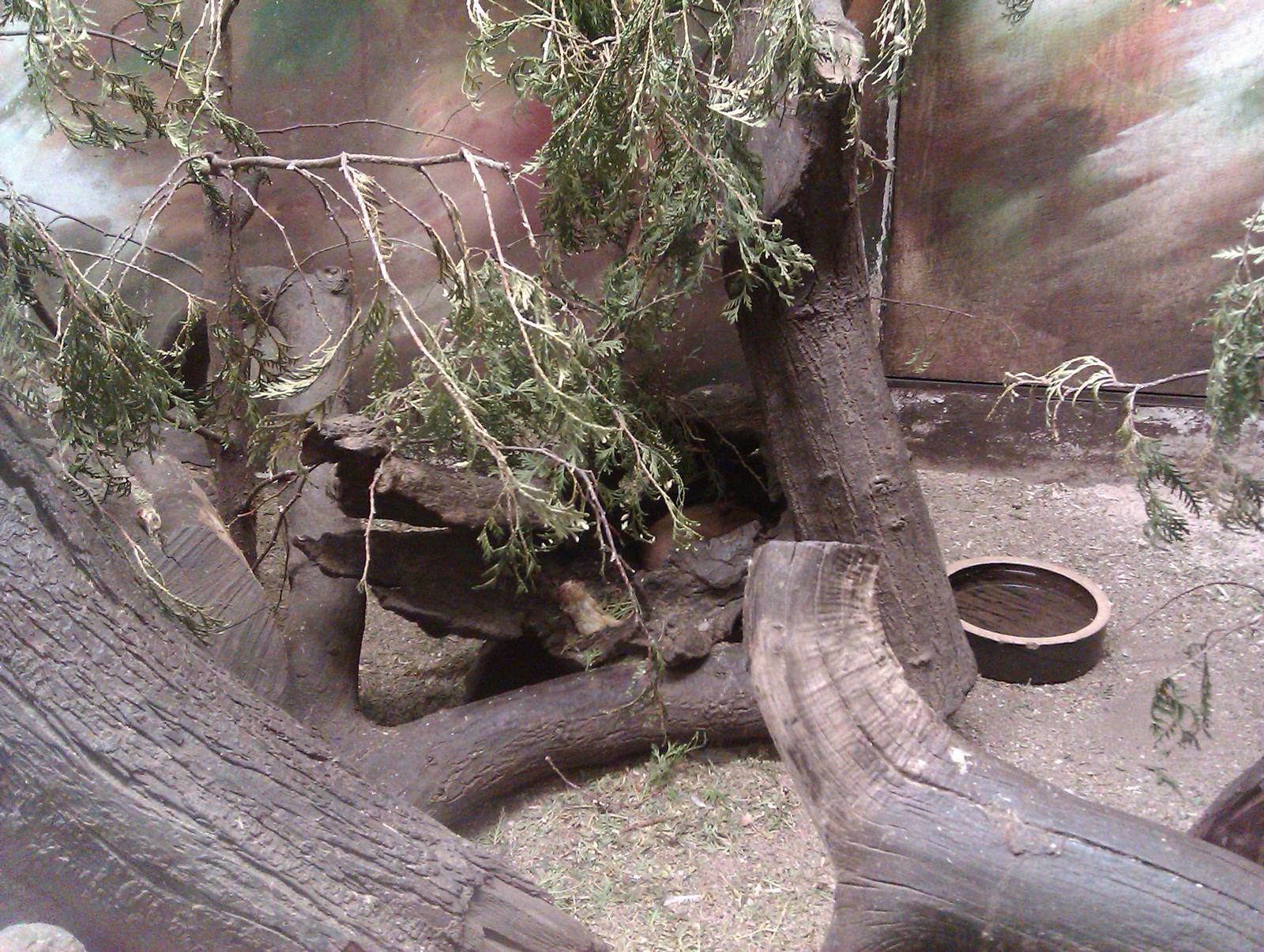 siberian weasel enclosure 160911