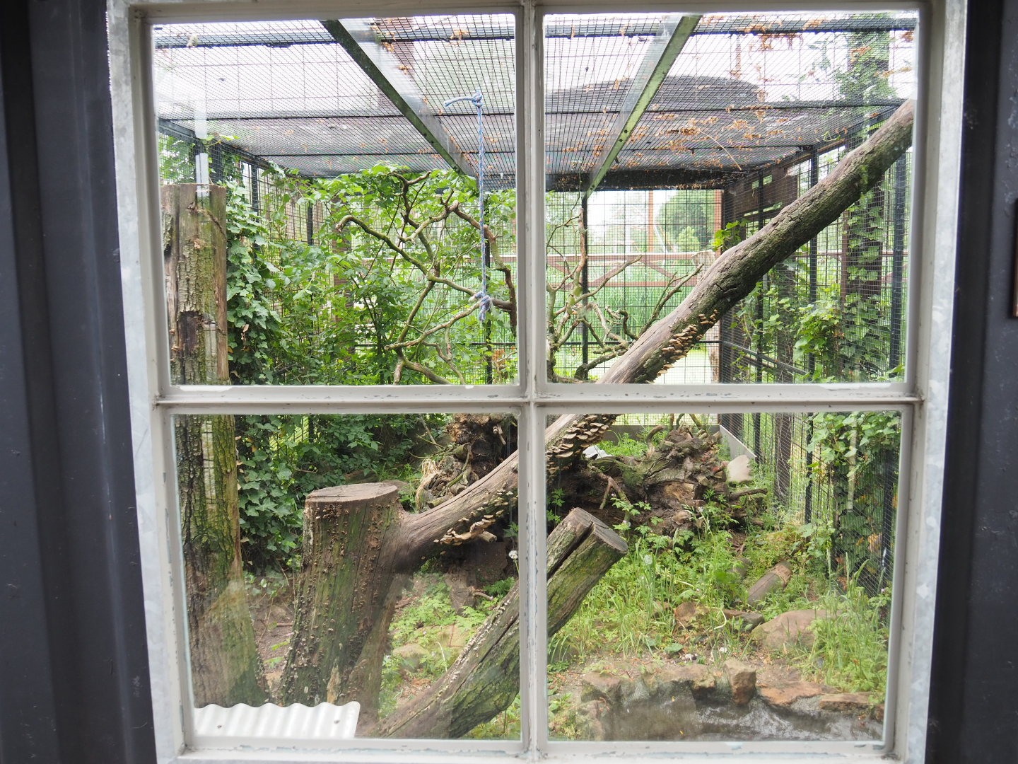 Siberian weasel exhibit, 2022-05-17