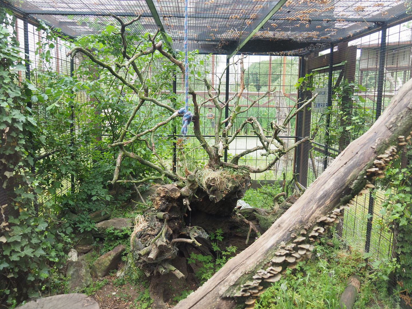 Siberian weasel exhibit, 2022-05-17