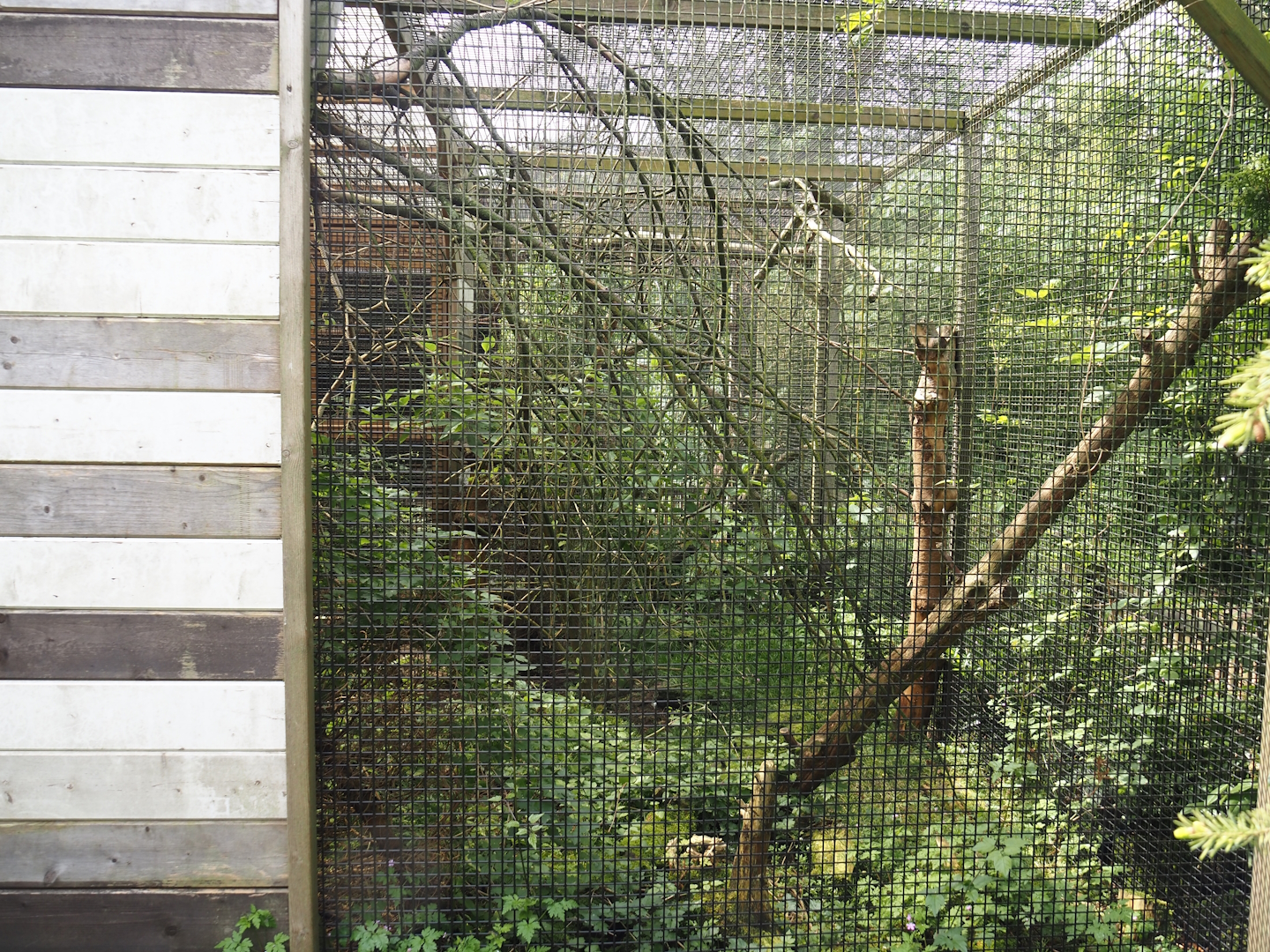 Siberian weasel exhibit, 2024-05-11