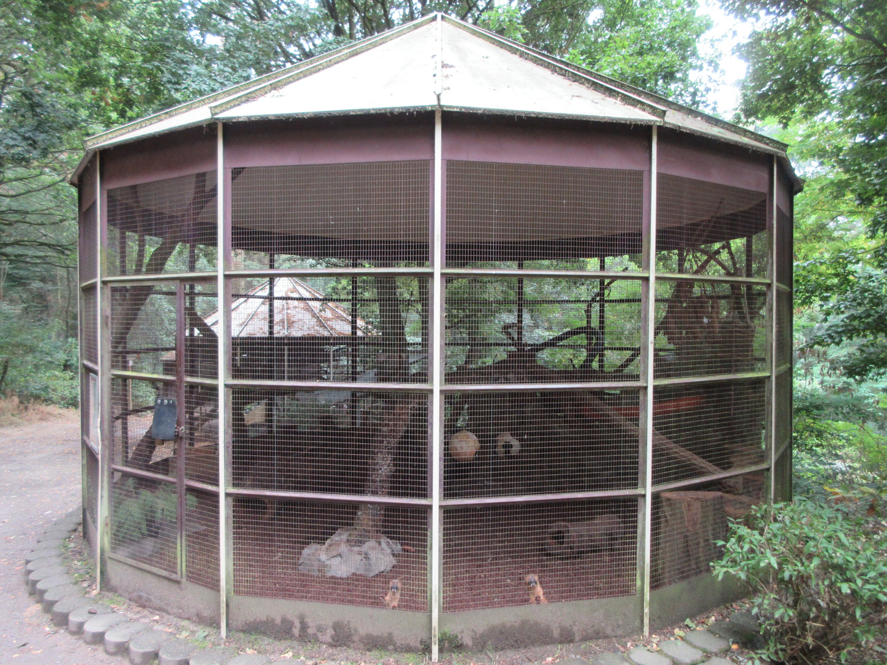 Siberian Weasel Exhibit