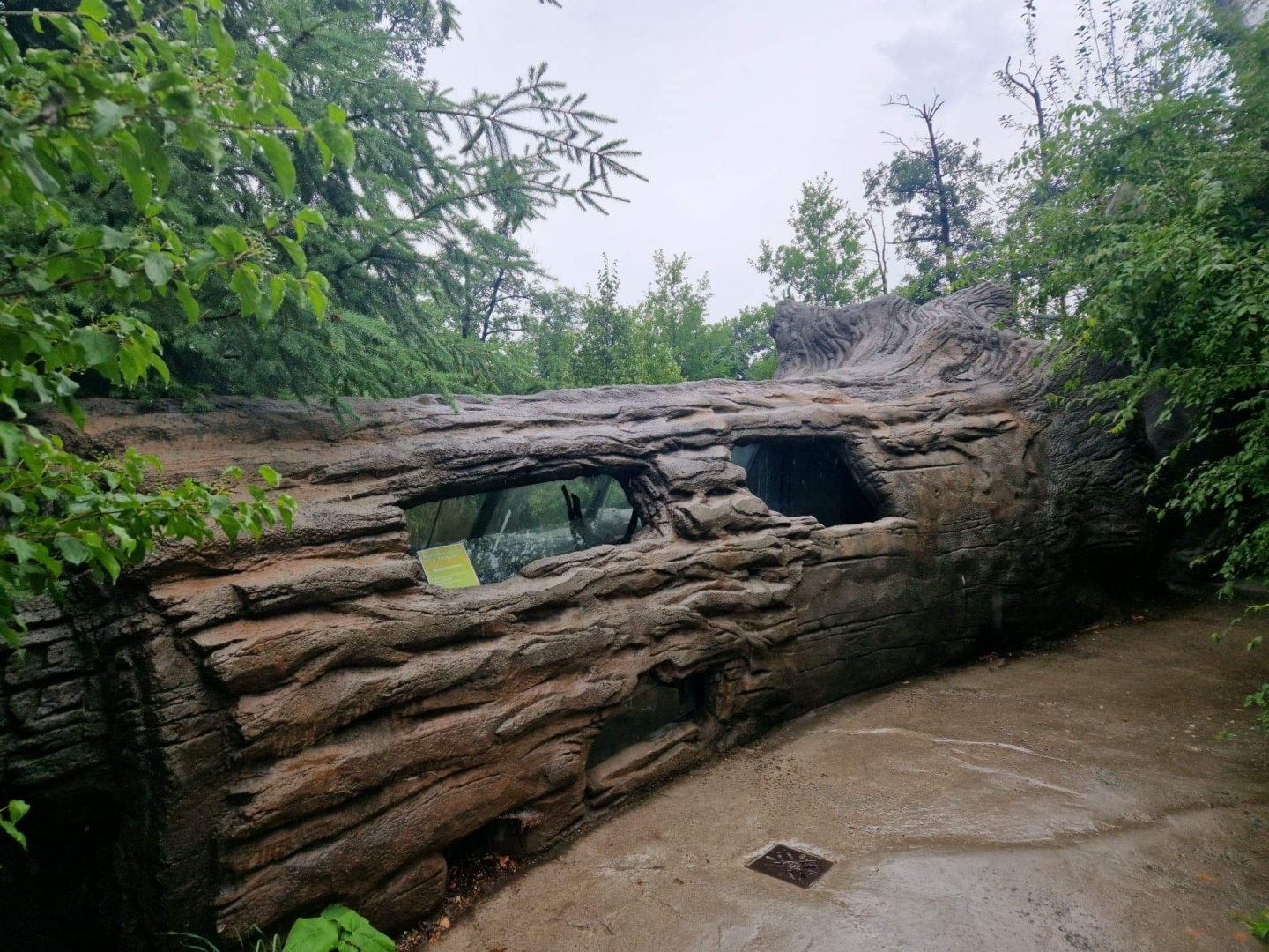 Siberian Weasel exhibit