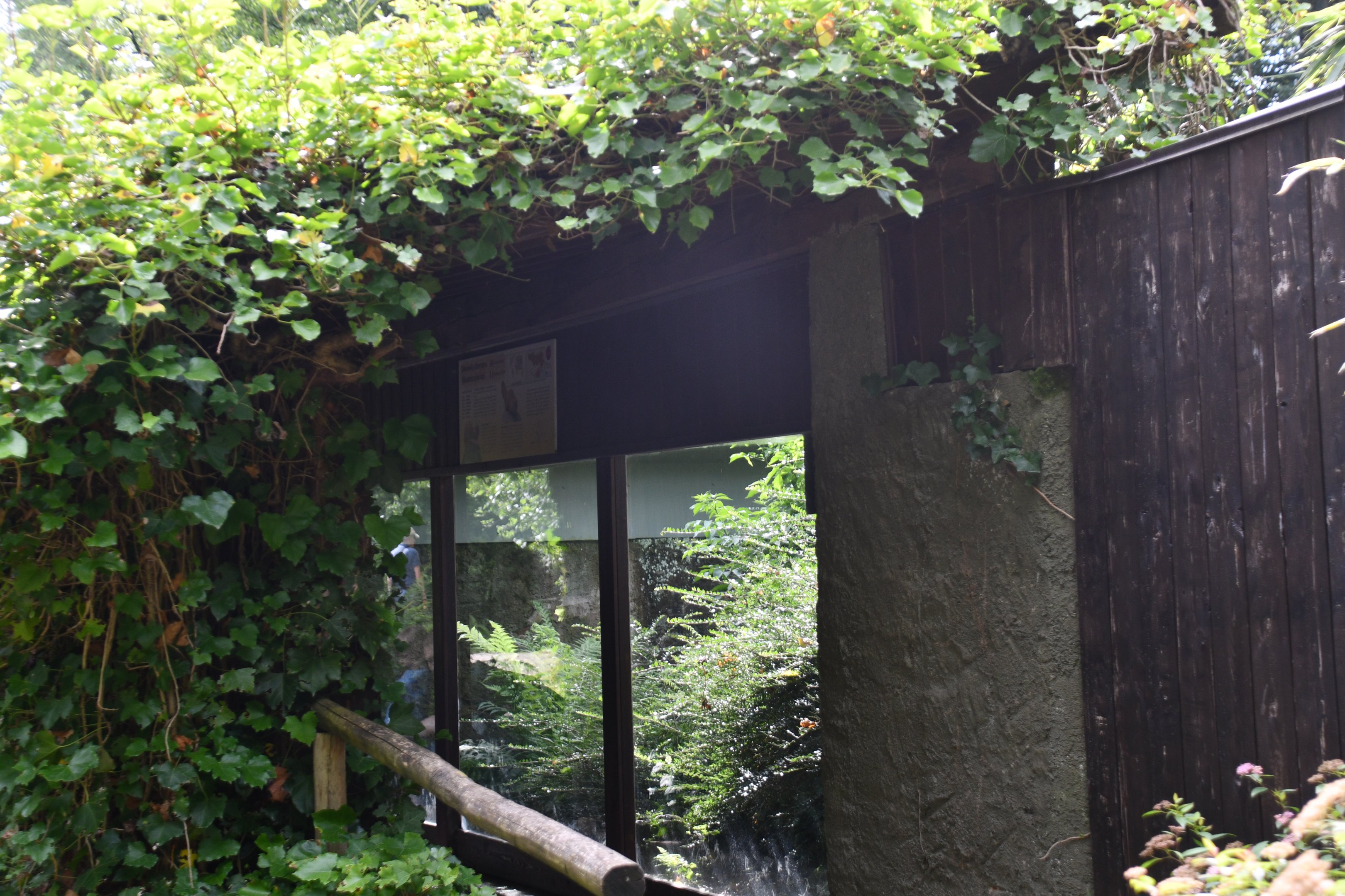Siberian Weasel exhibit