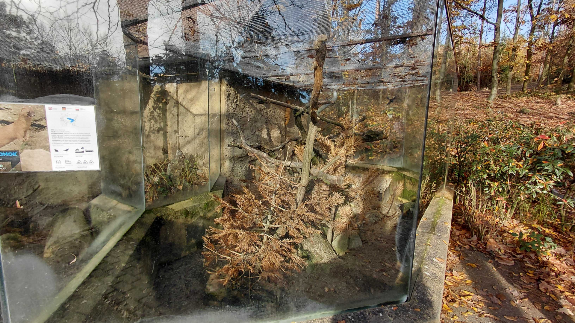 Siberian weasel exhibit