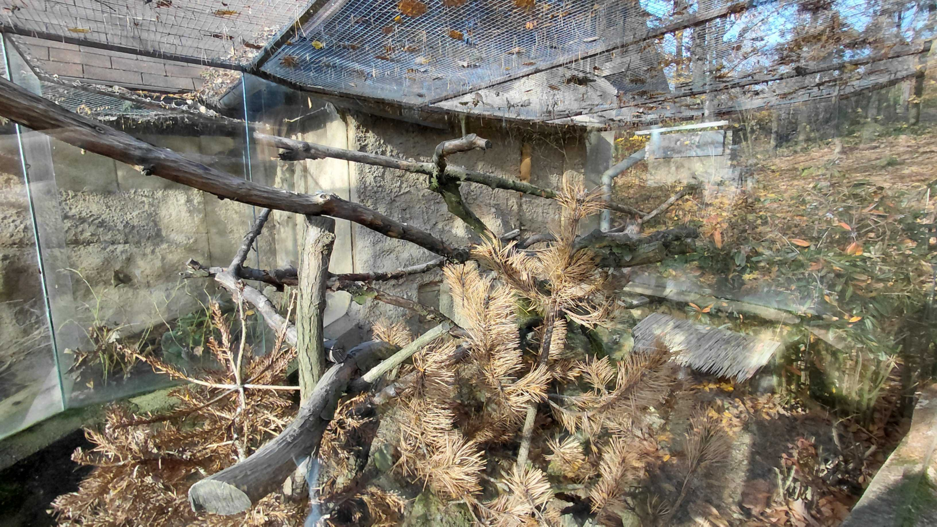 Siberian weasel exhibit