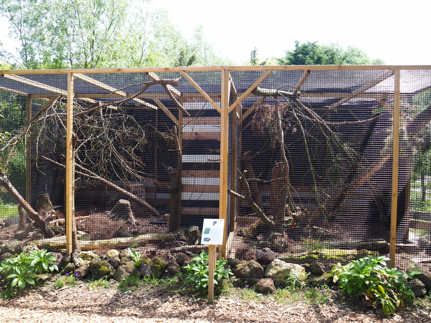 Siberian weasel exhibits, 2019-06-01