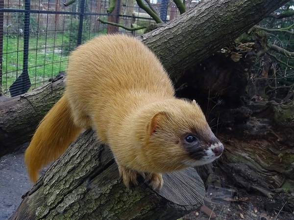 Siberian weasel, march 2020