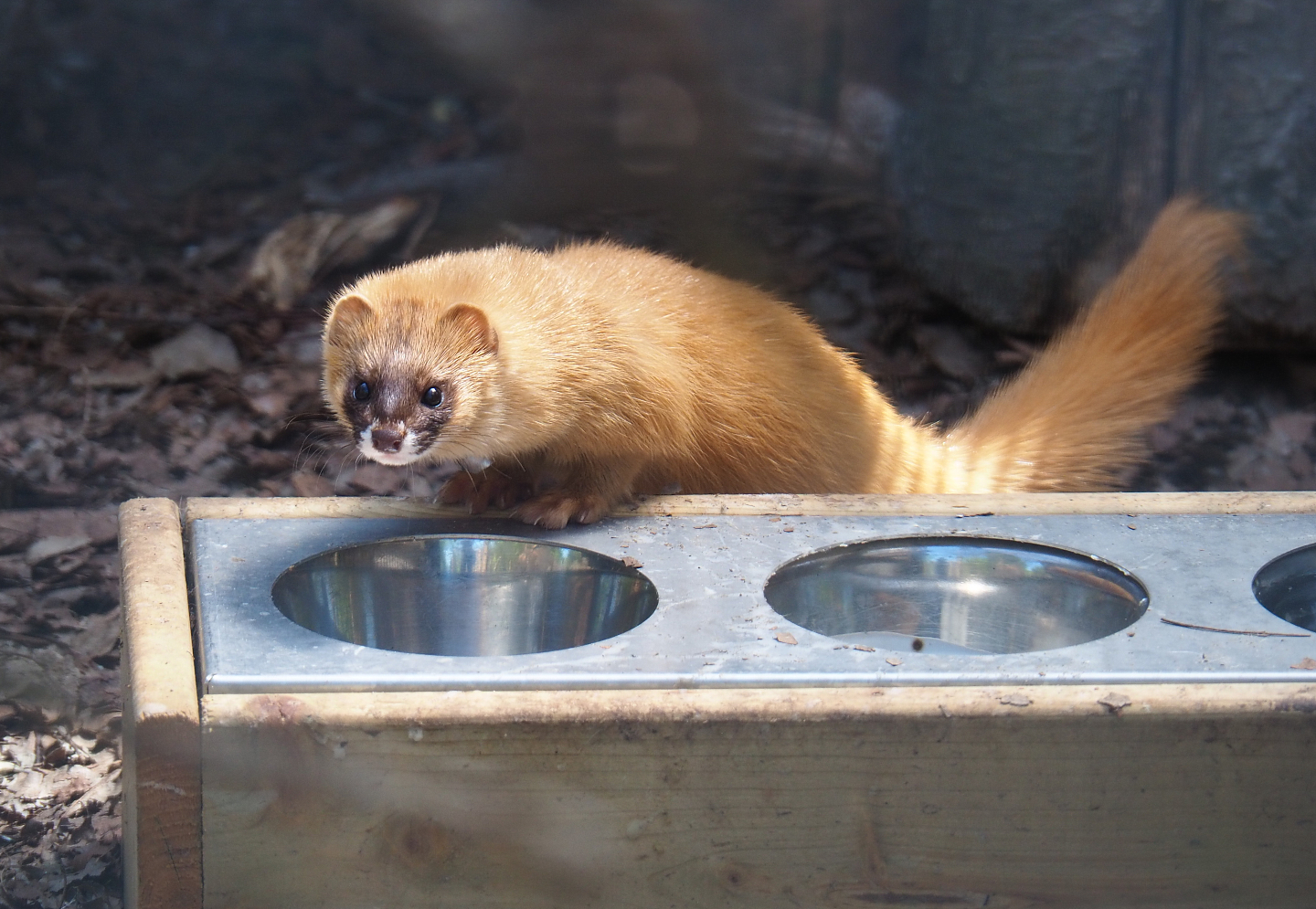 Siberian weasel (Mustela sibirica), 2019-06-01