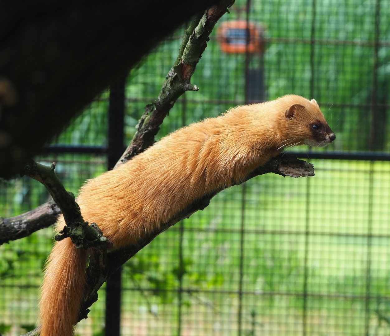 Siberian weasel (Mustela sibirica), 2022-05-17