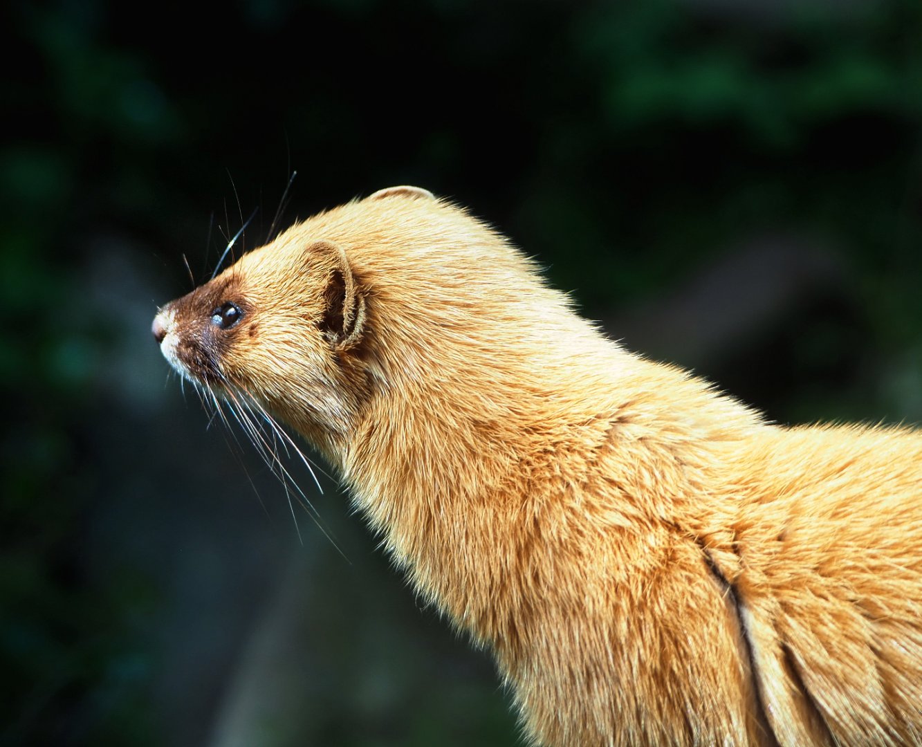 Siberian weasel (Mustela sibirica), 2022-05-17