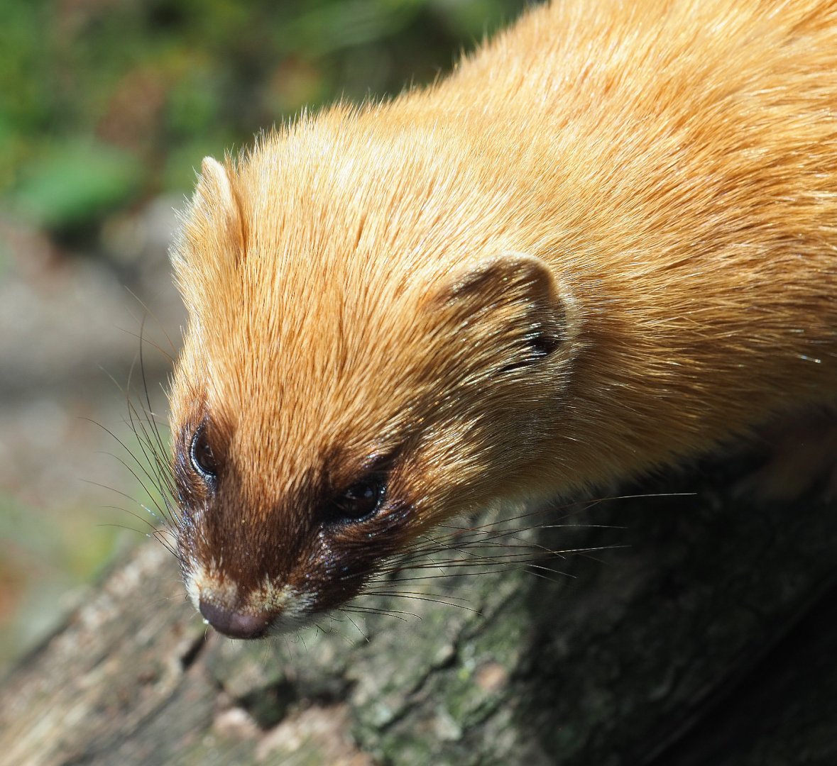 Siberian weasel (Mustela sibirica), 2022-05-17