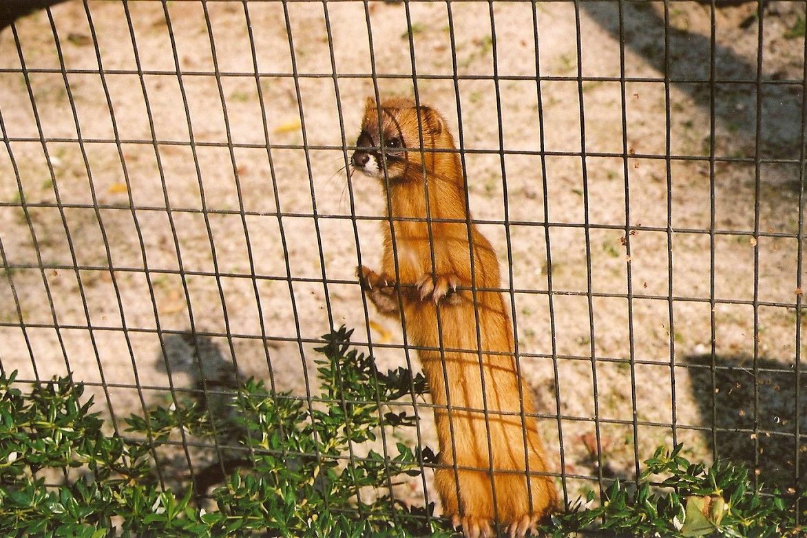Siberian Weasel (Mustela sibirica) at Overloon 2002