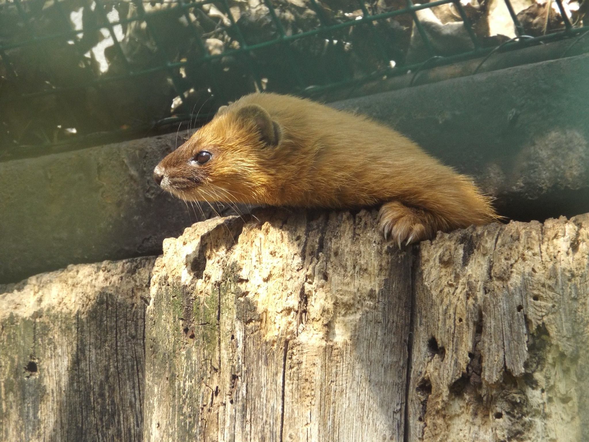 Siberian Weasel (Mustela sibirica) at Zoopark Chomutov - 22 June 2017