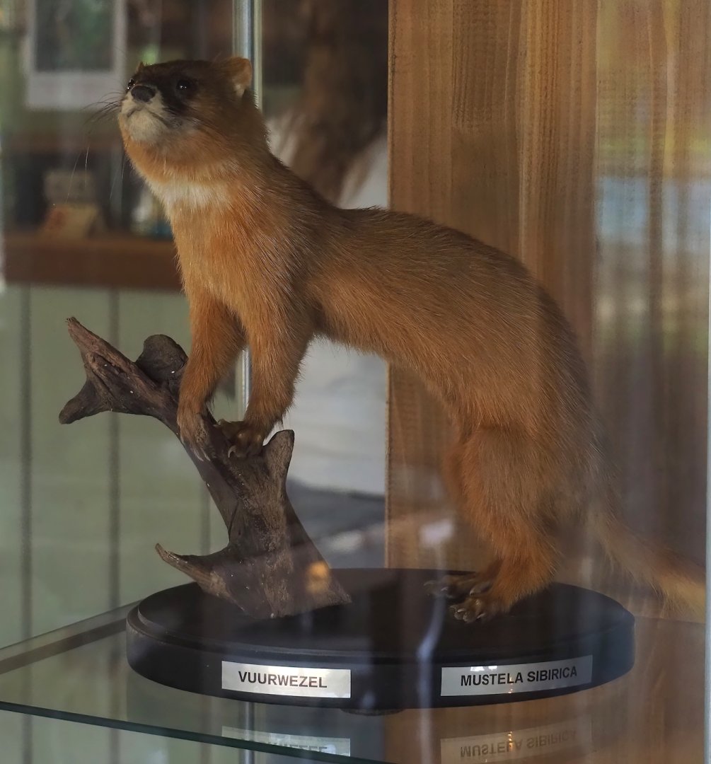 Siberian weasel (Mustela sibirica) taxidermy specimen, 2024-05-11