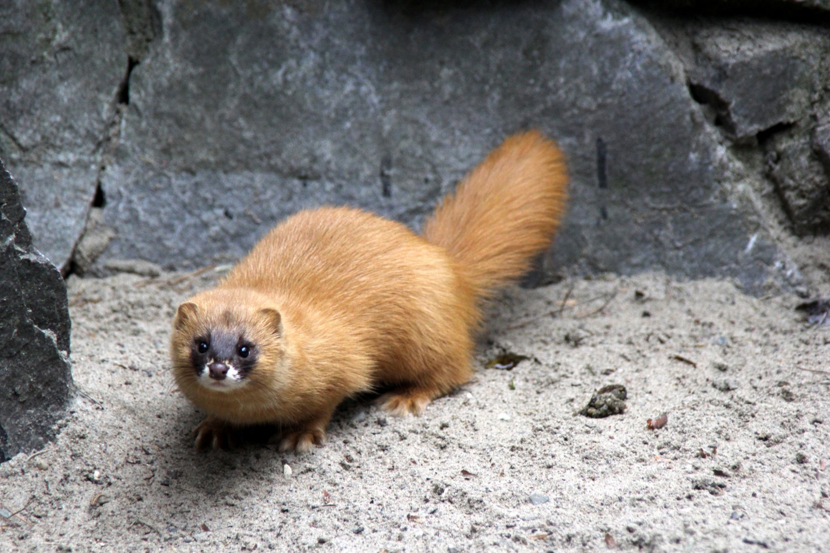 Siberian weasel (Mustela sibirica)