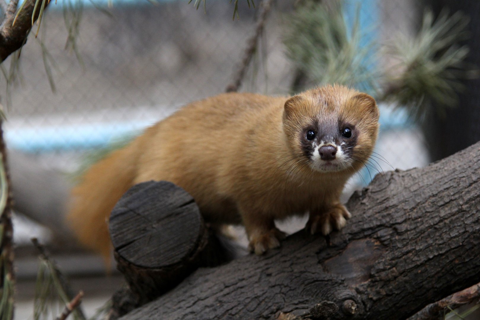 Siberian weasel (Mustela sibirica)