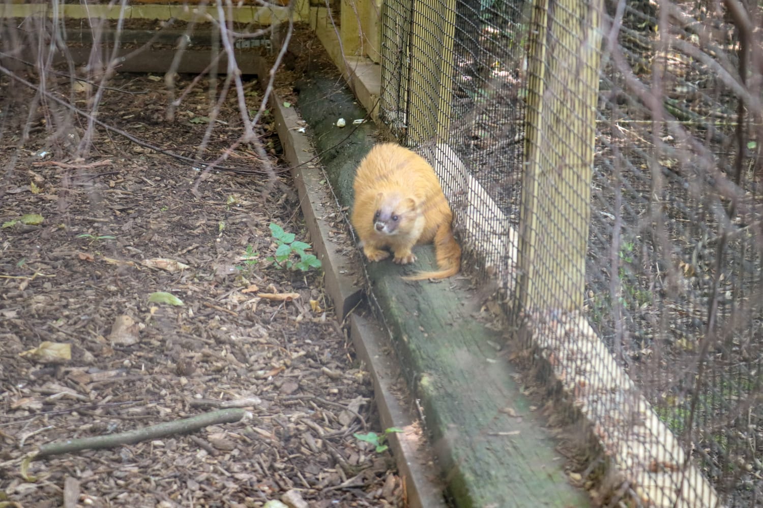 Siberian Weasel (Mustela sibirica)