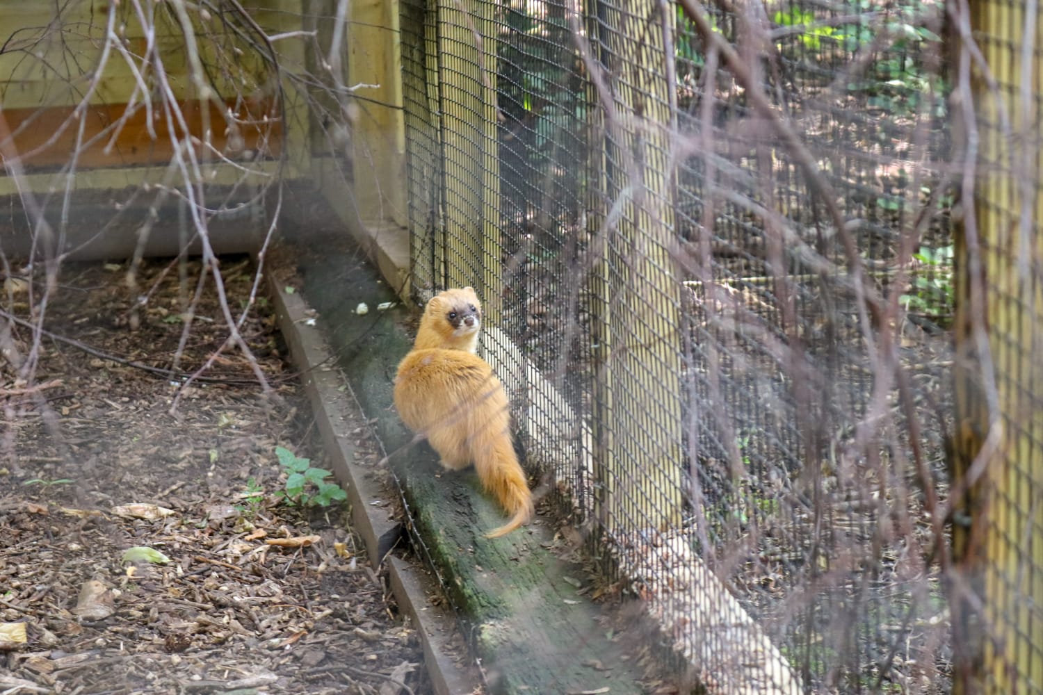 Siberian Weasel (Mustela sibirica)