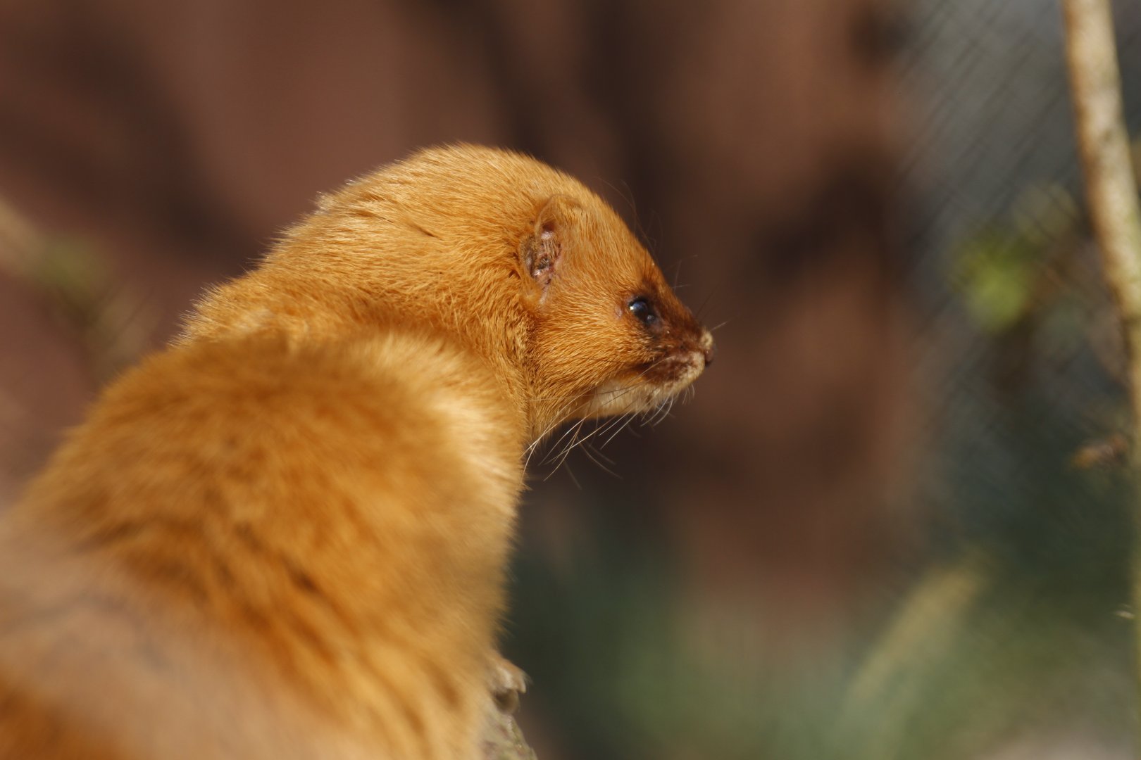 Siberian weasel (Mustela sibirica)