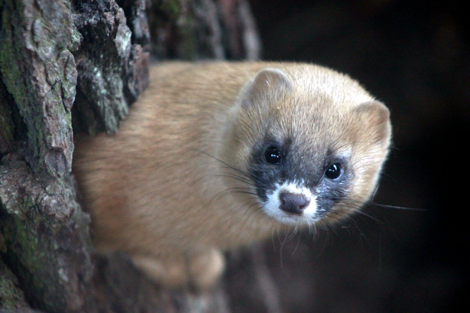 Siberian weasel (Mustela sibirica)
