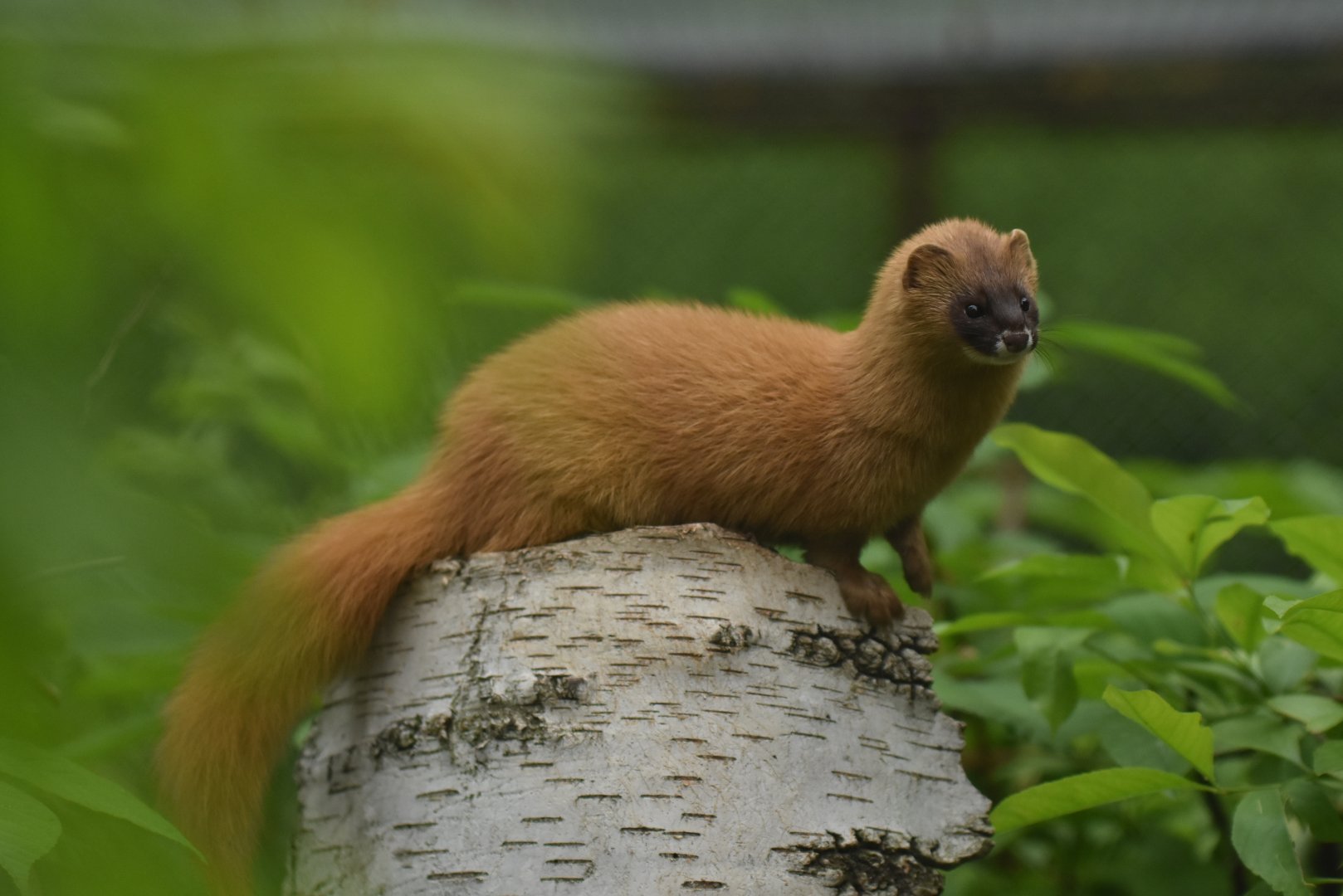 Siberian weasel (Mustela sibirica)