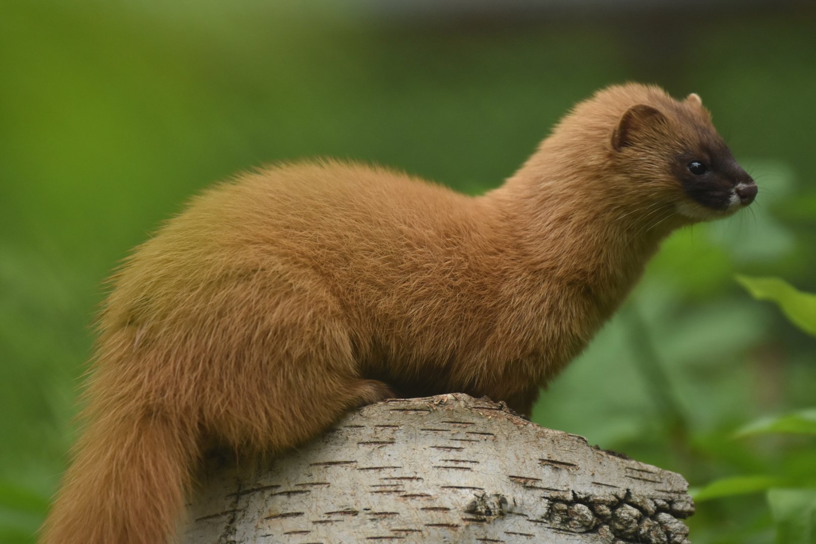 Siberian weasel (Mustela sibirica)