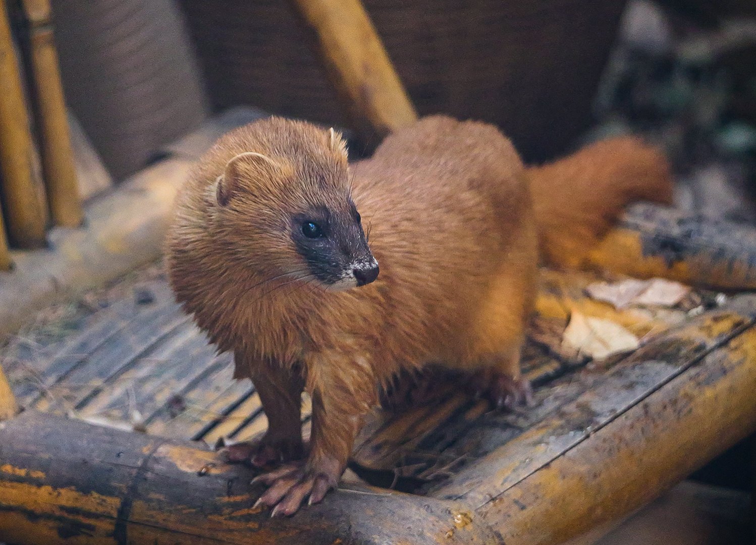 Siberian weasel (Mustela sibirica)