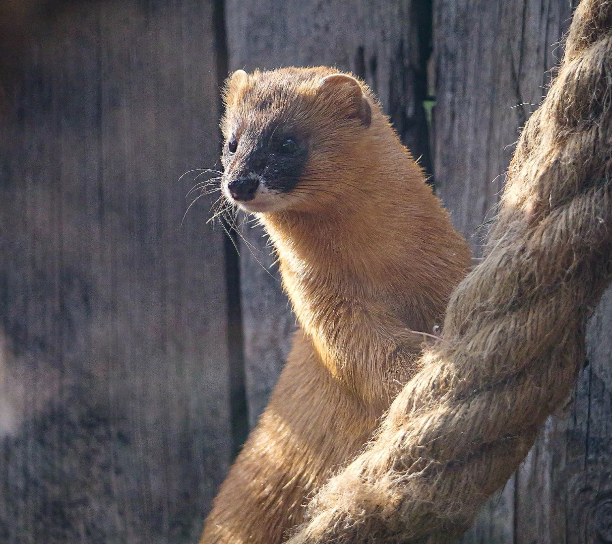 Siberian weasel (Mustela sibirica)