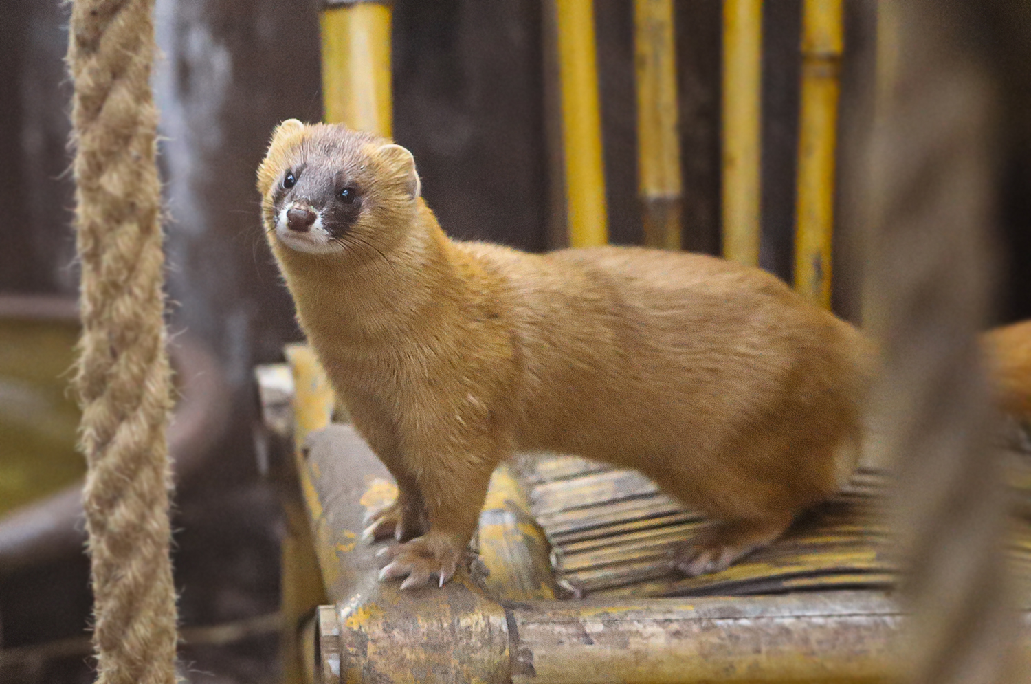 Siberian weasel (Mustela sibirica)