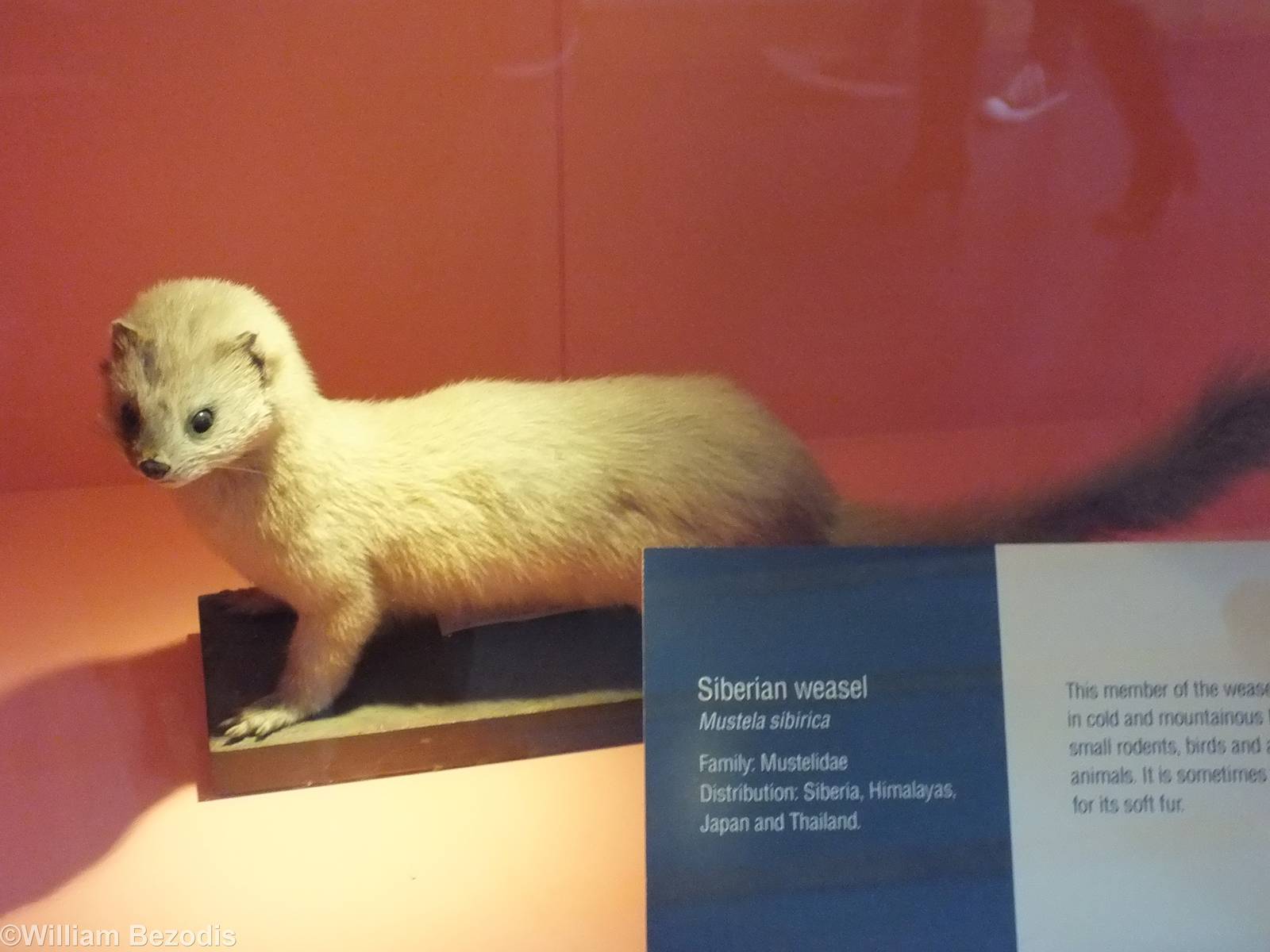 Siberian Weasel - NHM London