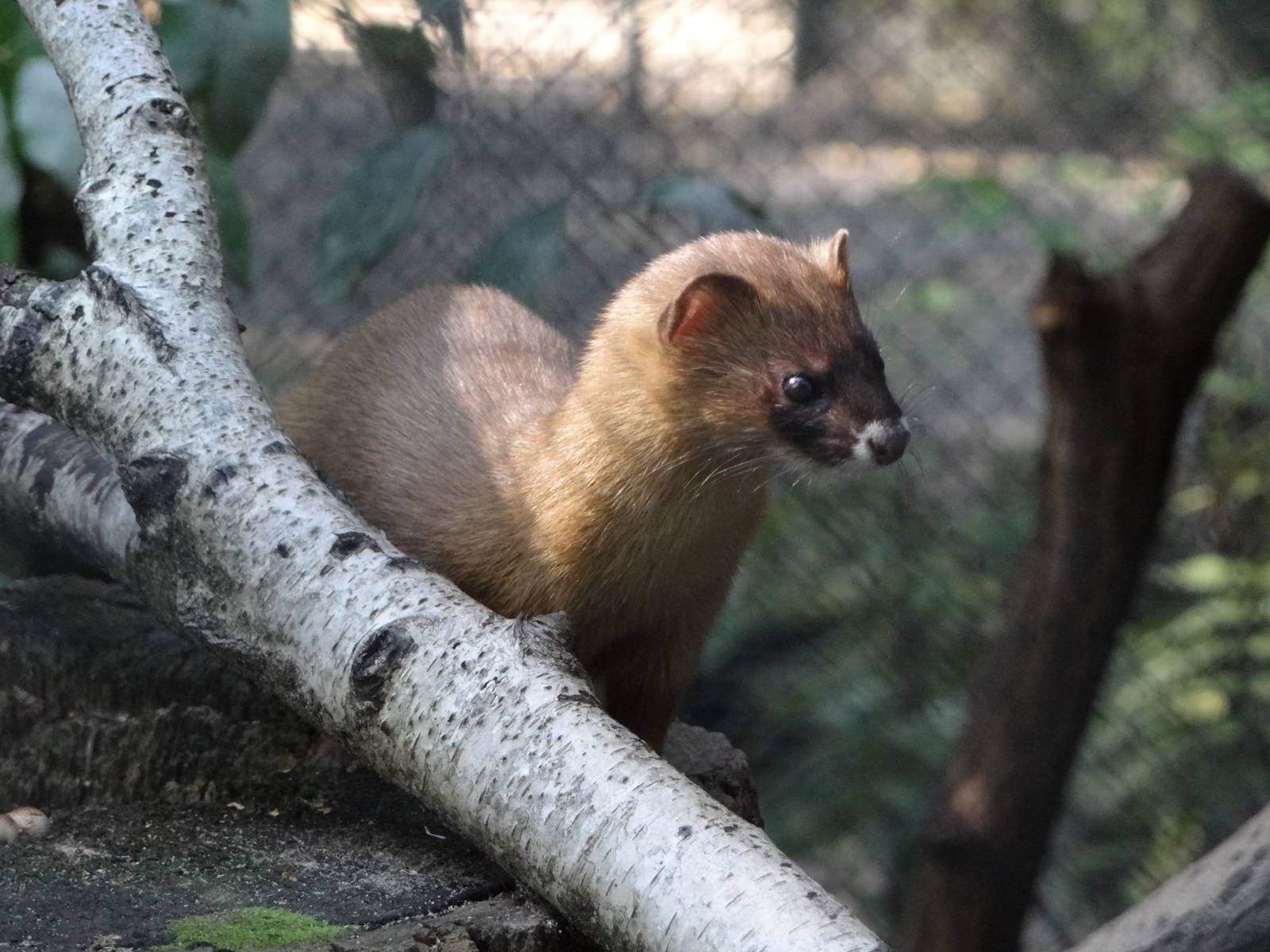Siberian Weasel