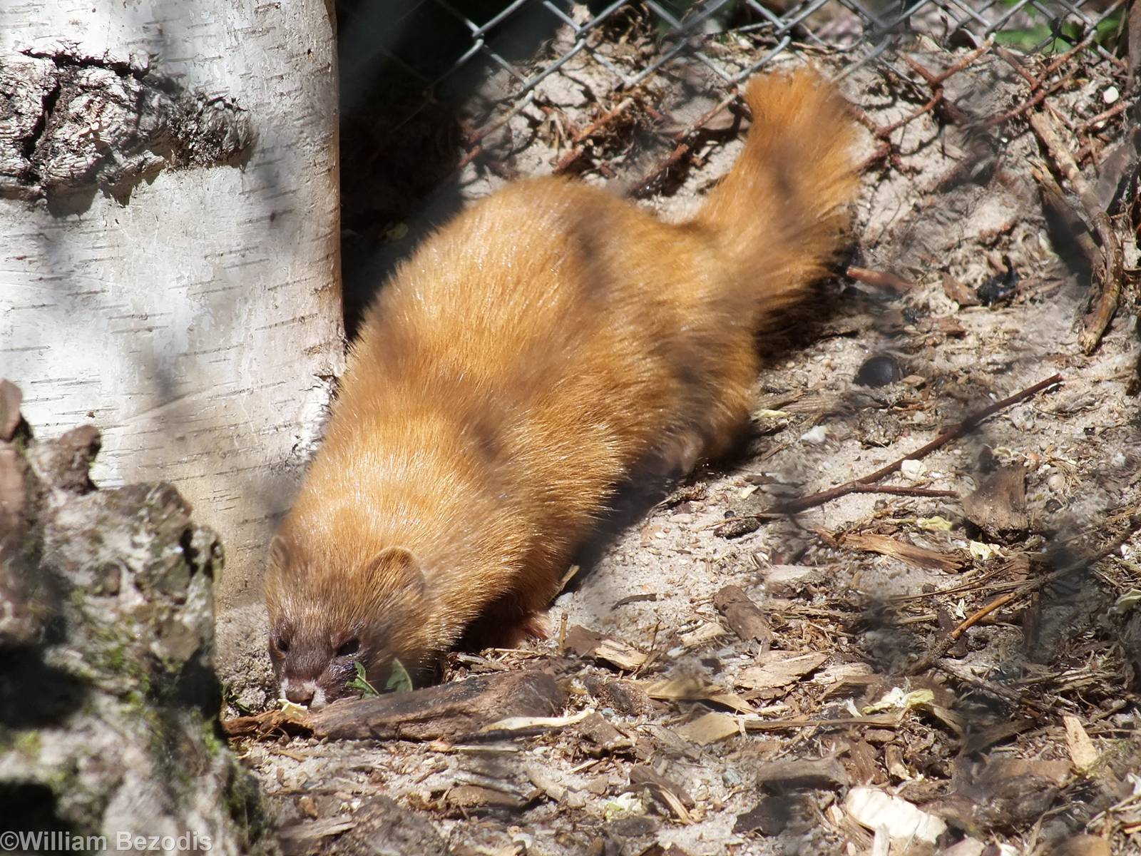 Siberian Weasel