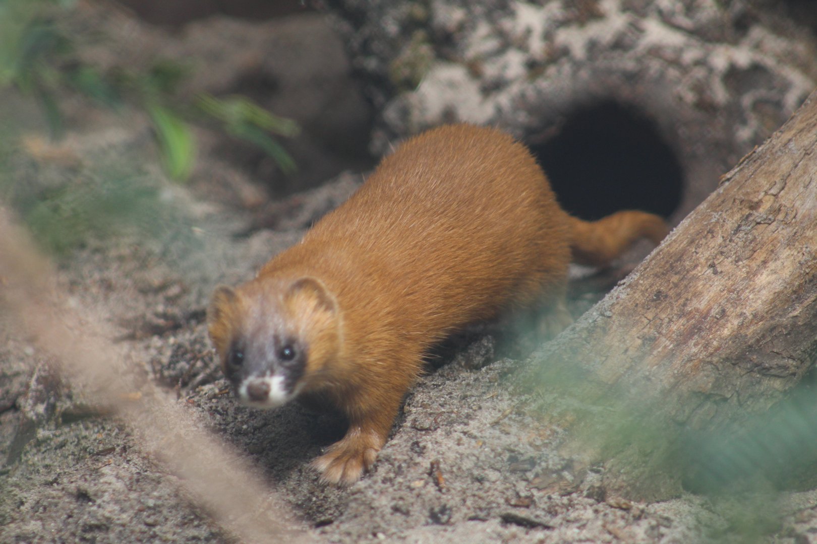 Siberian Weasel
