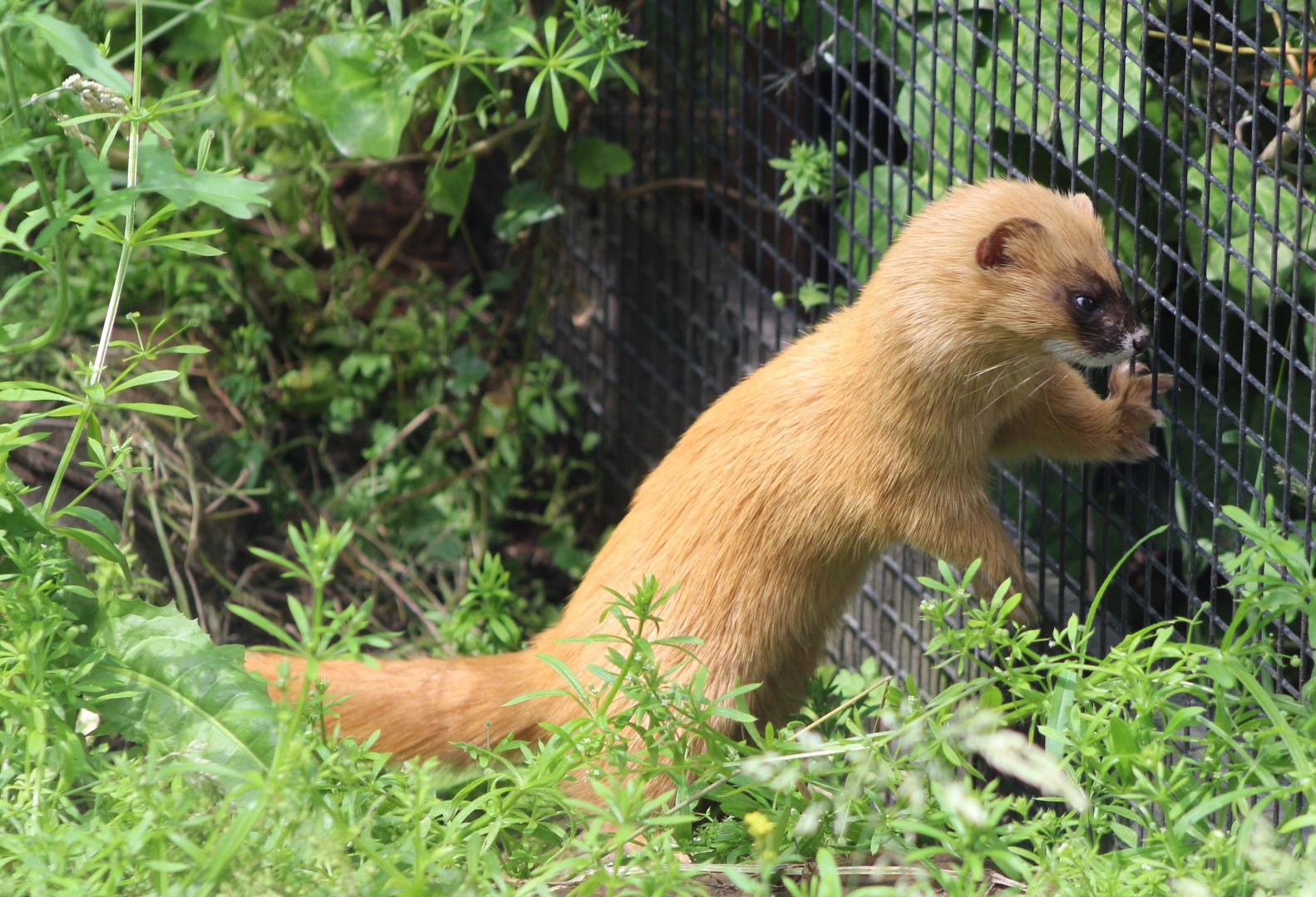 Siberian weasel
