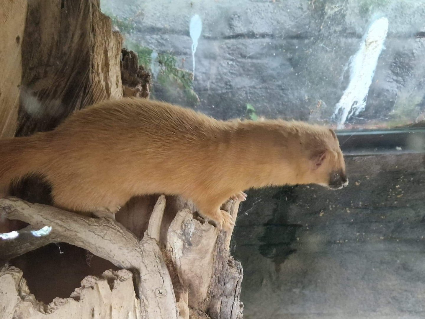 Siberian Weasel
